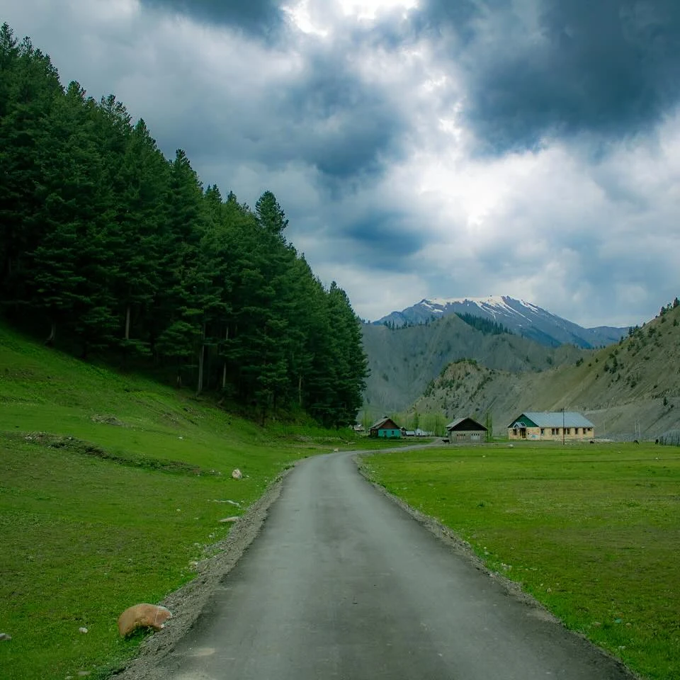 A narrow road beside green fields and conifers, leading towards mountains.