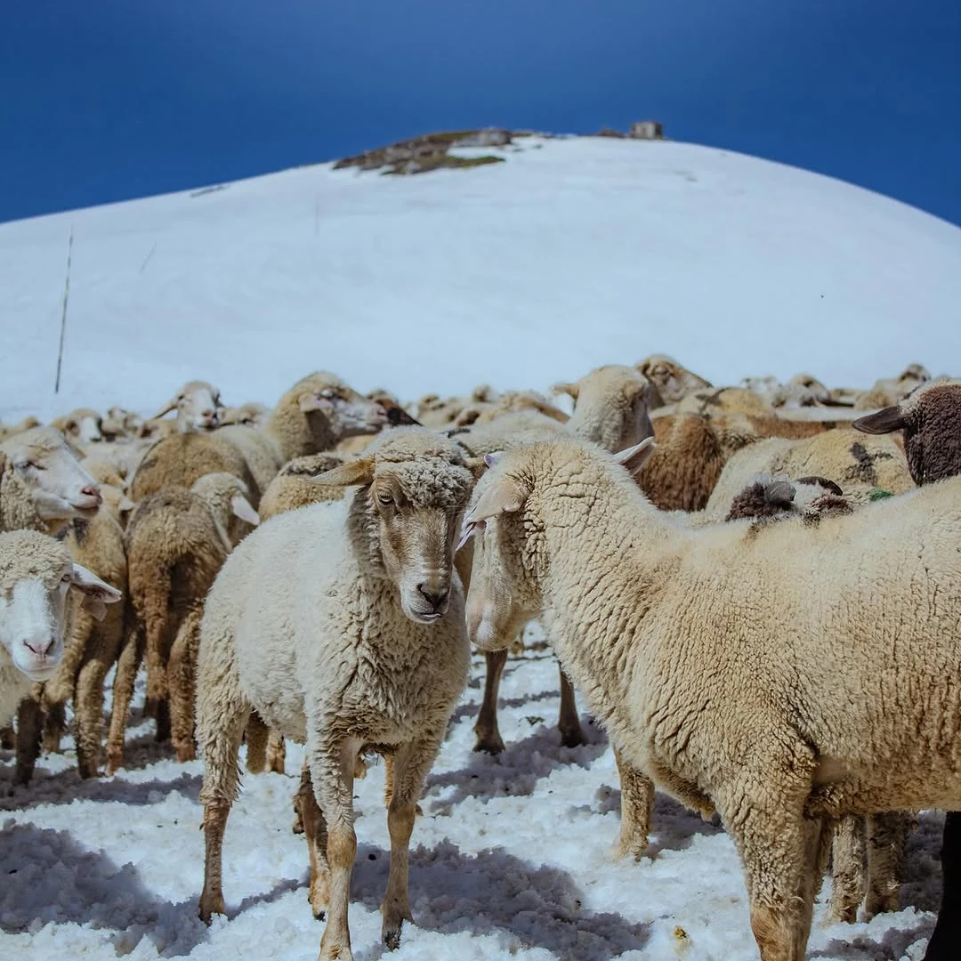 A flock of sheep standing on a snow-covered slope beneath a blue sky.